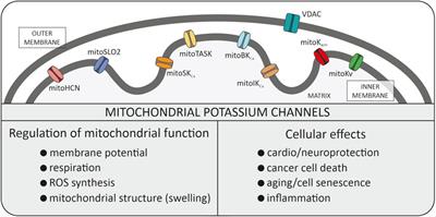 Understanding mitochondrial potassium channels: 33 years after discovery